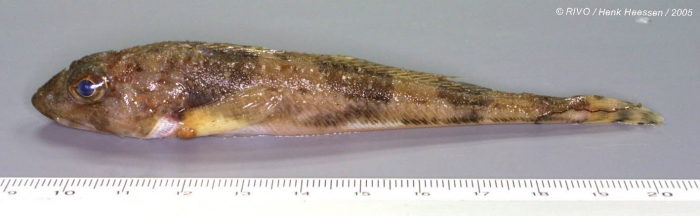 Triglops murrayi Günther, 1888 