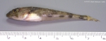 Perciformes