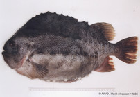 Cyclopterus lumpus Linnaeus, 1758