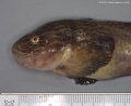 Perciformes