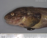 Perciformes