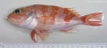 Perciformes