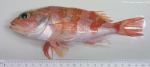 Perciformes