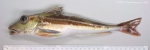 Perciformes