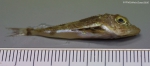 Perciformes