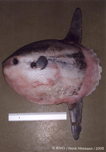 Mola mola (Linnaeus, 1758)