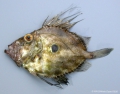 Zeiformes