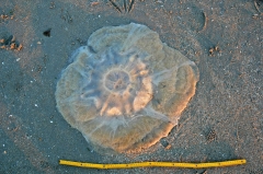 Neteldieren