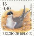Sterna hirundo, author: Collection Wim Decock