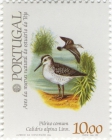 Calidris alpina