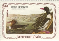 Mergus merganser