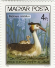 Podiceps cristatus