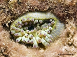 Species