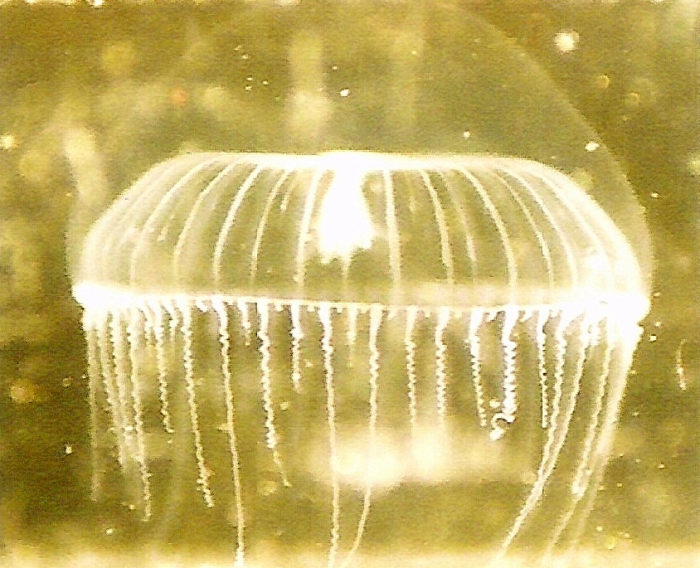 Aequorea forskalea Aequorea forskalea