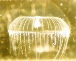 Medusae