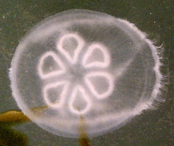 Aurelia aurita Aurelia aurita