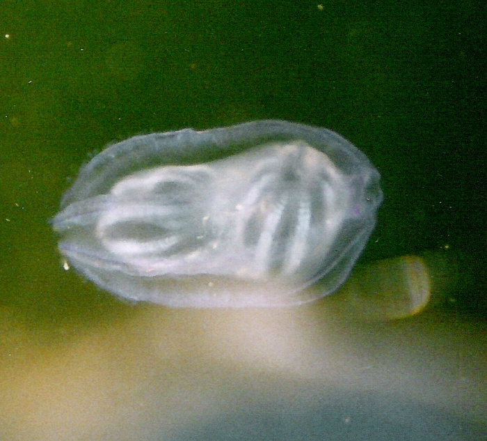 Beroe gracilis