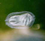 Ctenophora (Sea gooseberries)