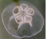 Scyphozoa