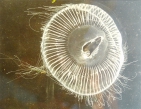 Aequorea vitrina, author: De Blauwe, Hans Aequorea vitrina, author: De Blauwe, Hans