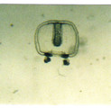 Ectopleura dumortierii, author: De Blauwe, Hans