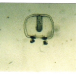 Medusae