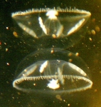 Medusae