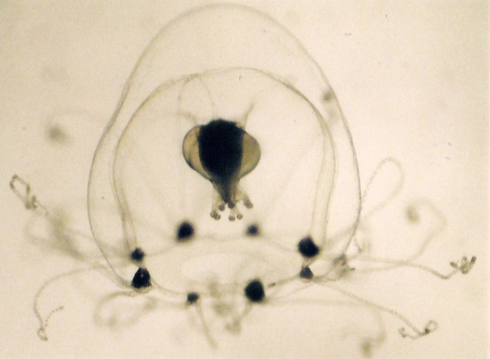 Rathkea octopunctata Rathkea octopunctata