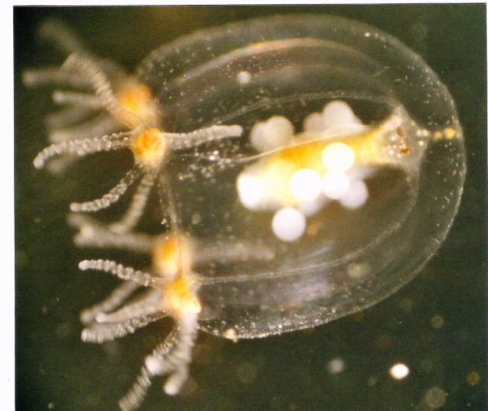 Margelopsis haeckeli Margelopsis haeckeli