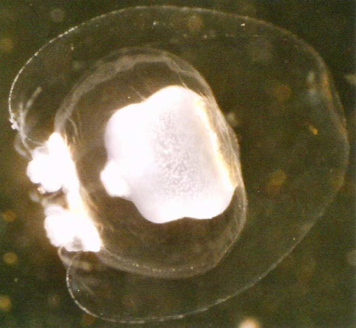 Margelopsis haeckeli Margelopsis haeckeli