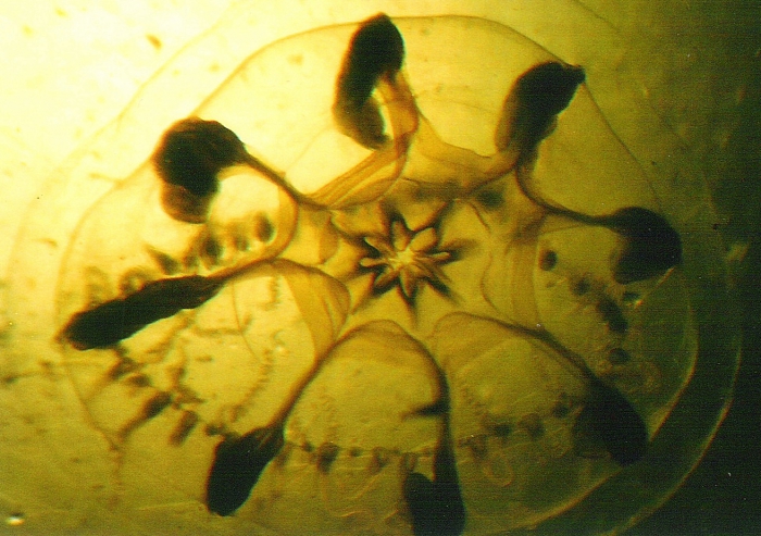 Melicertum octocostatum Melicertum octocostatum
