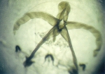 Hydrozoa