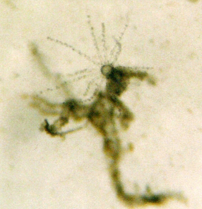 Aequorea vitrina Aequorea vitrina