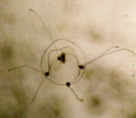 Medusae