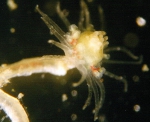 Hydrozoa