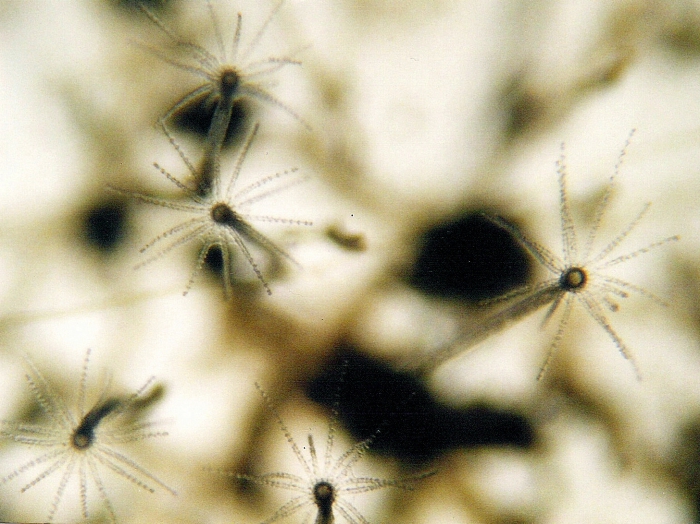 Eucheilota maculata Eucheilota maculata
