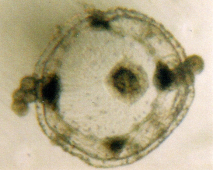Eucheilota maculata Eucheilota maculata