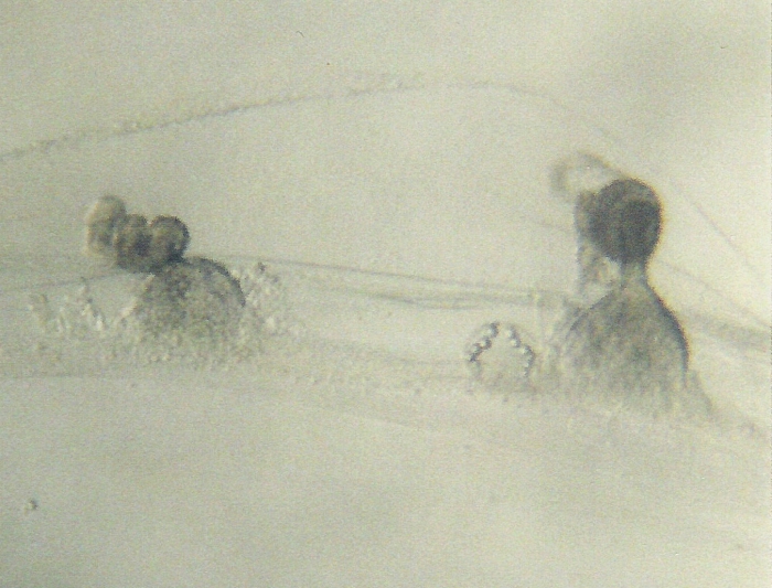 Eucheilota maculata Eucheilota maculata