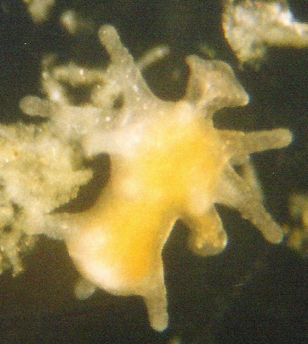 Margelopsis haeckeli Margelopsis haeckeli