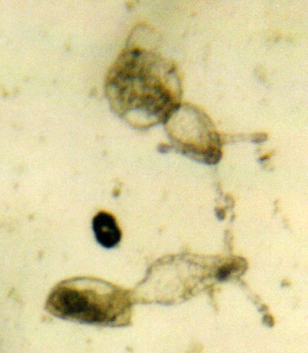 Nemopsis bachei Nemopsis bachei