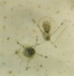 Medusae