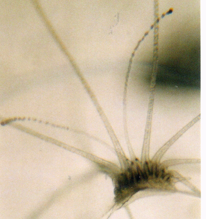 Nemopsis bachei Nemopsis bachei