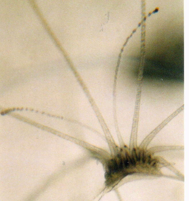 Nemopsis bachei