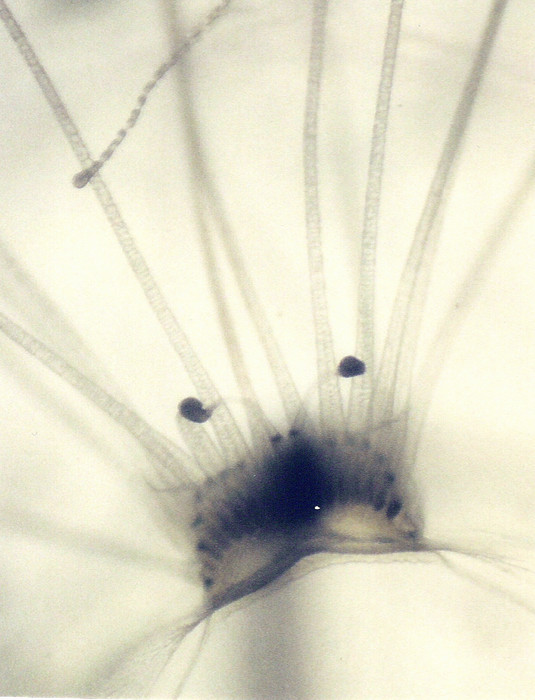 Nemopsis bachei Nemopsis bachei