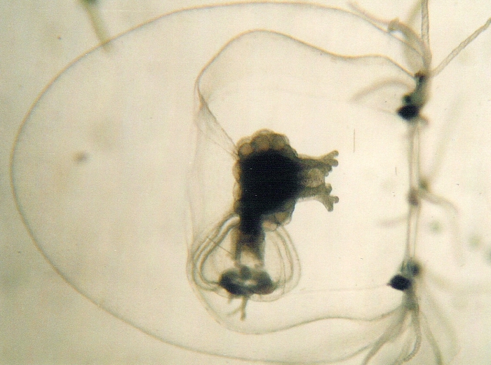 Rathkea octopunctata Rathkea octopunctata