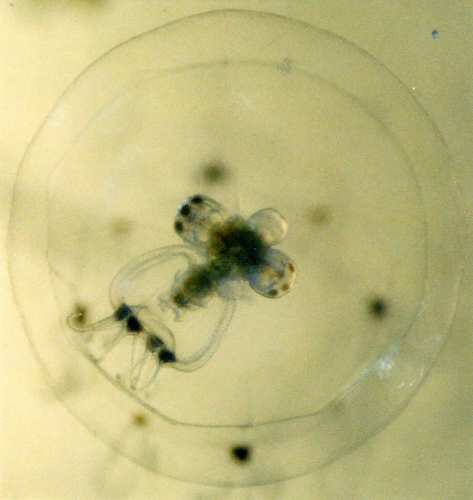 Rathkea octopunctata Rathkea octopunctata