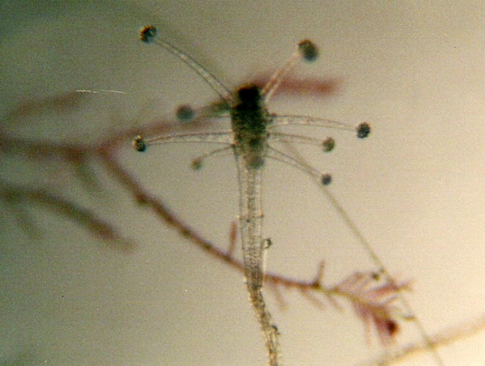 Sarsia tubulosa Sarsia tubulosa