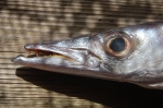 Baracuda