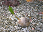 Cocos nucifera