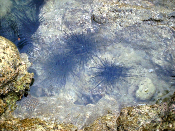 Diadema setosum Diadema setosum